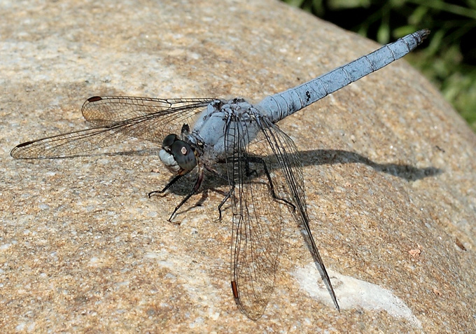 Quale orthetrum? Orthetrum brunneum